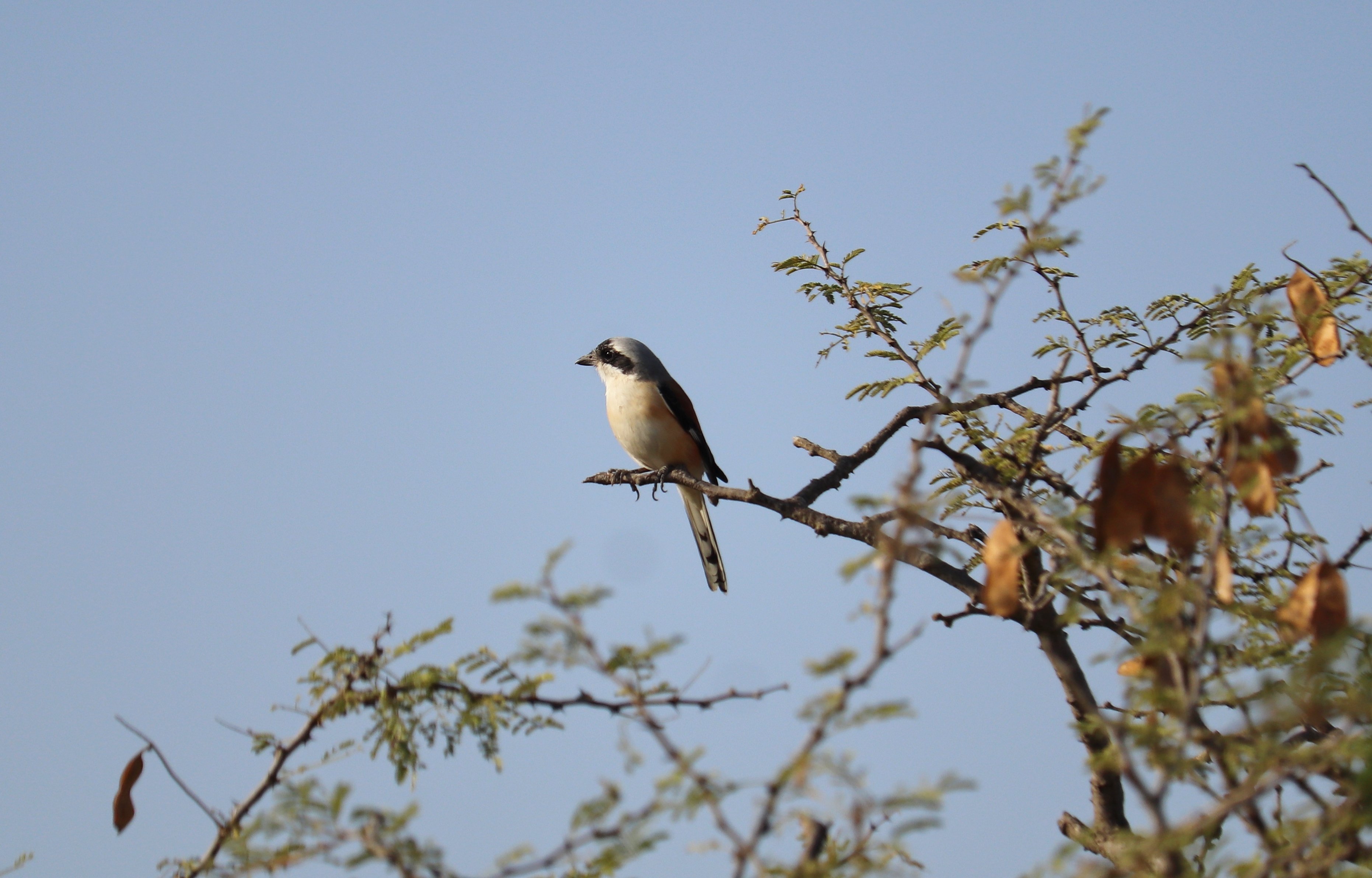 Bay Backed Shrike