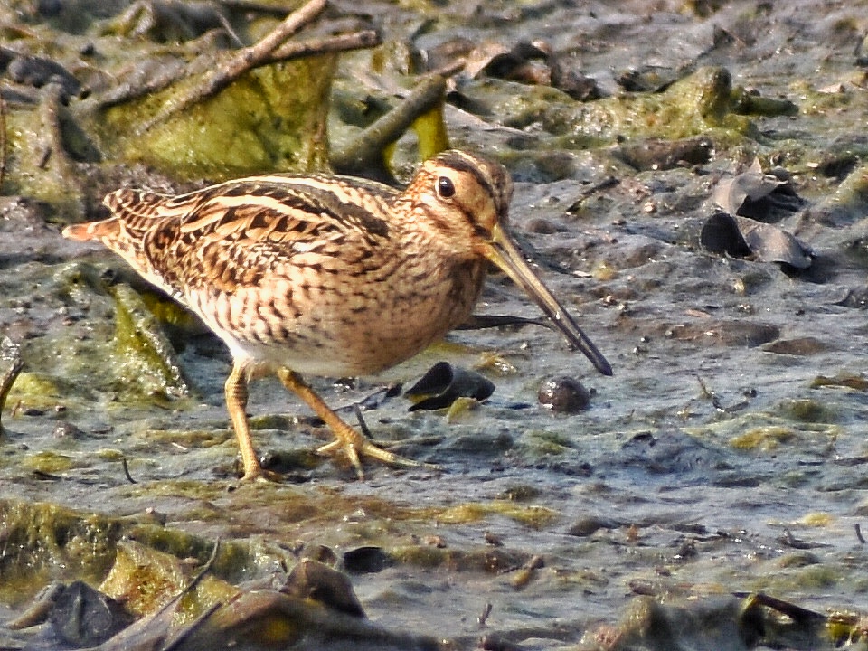Pintail Snipe