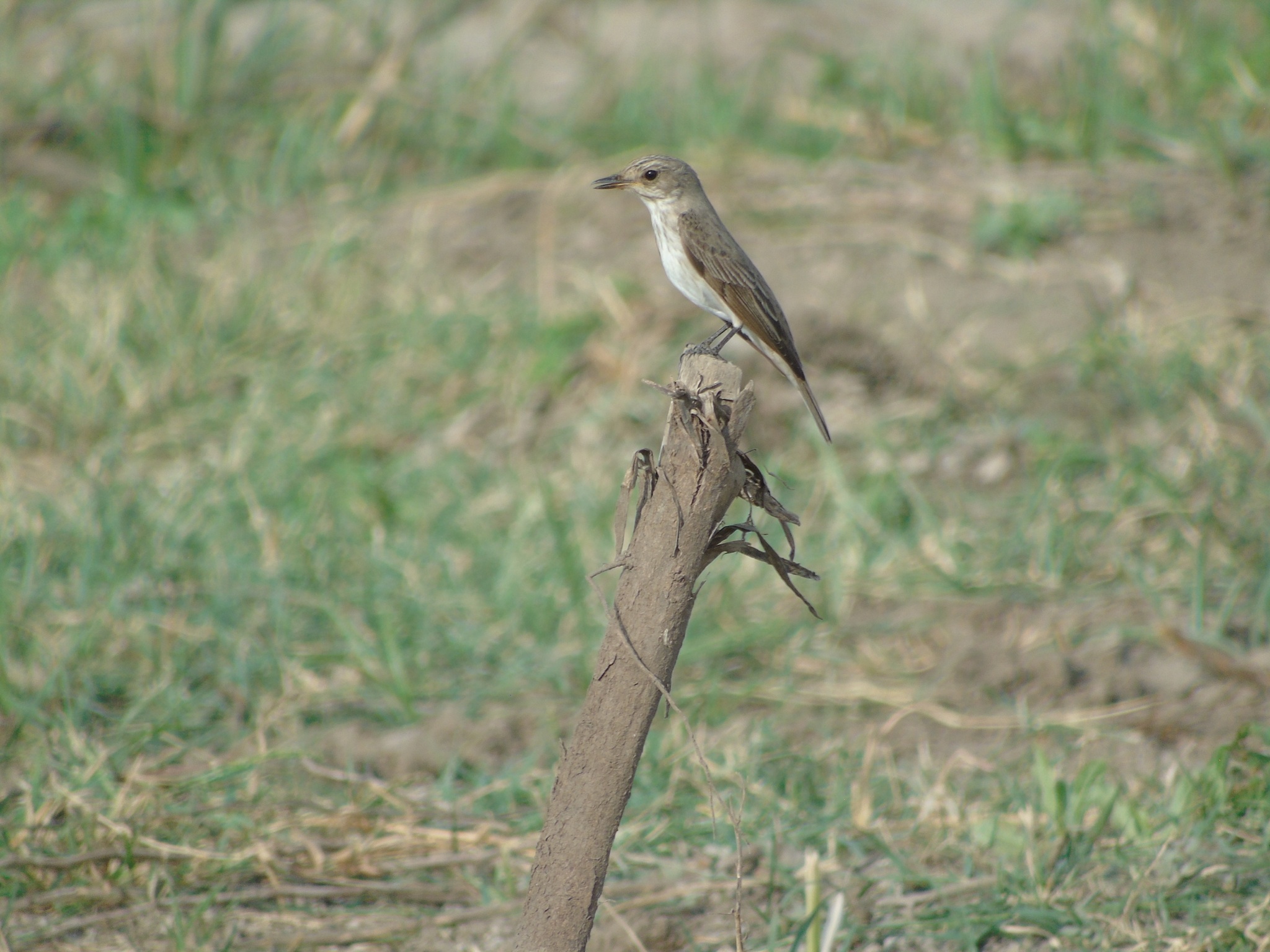 Spotted Flycatcher