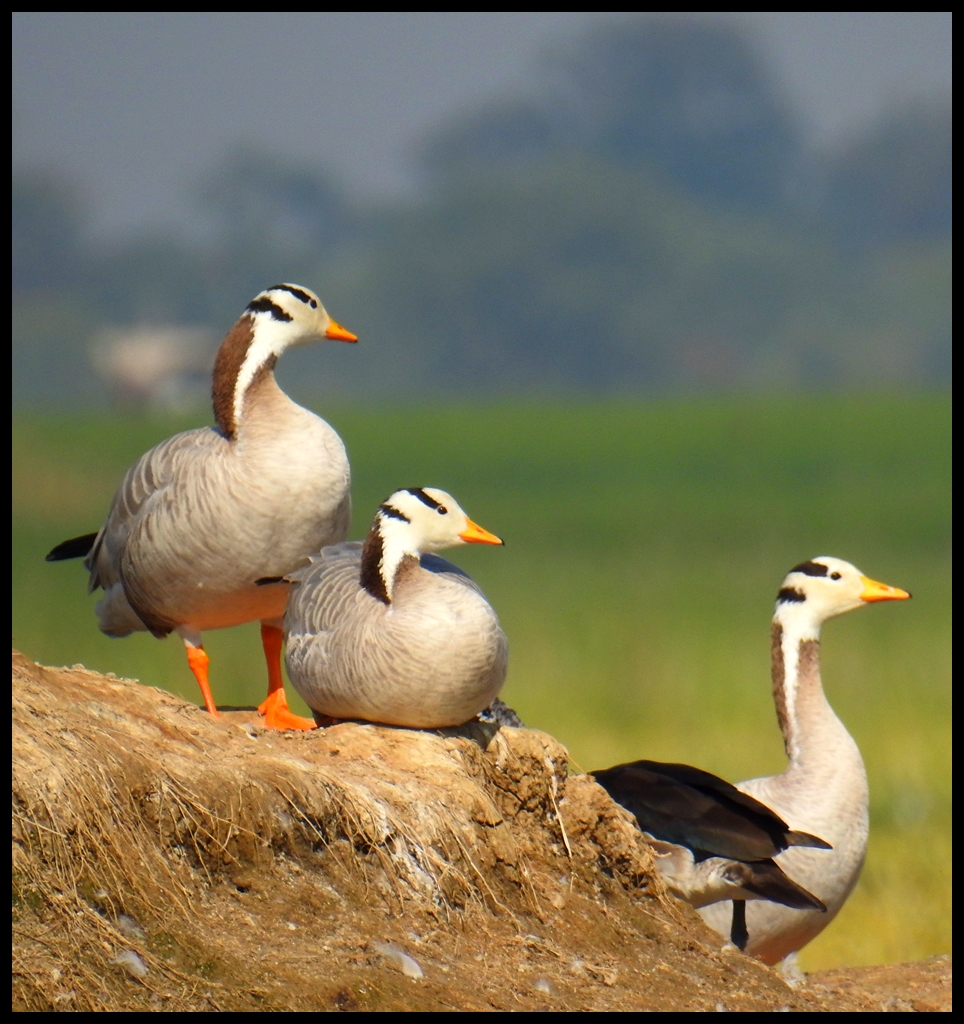 Bar-headed Goose