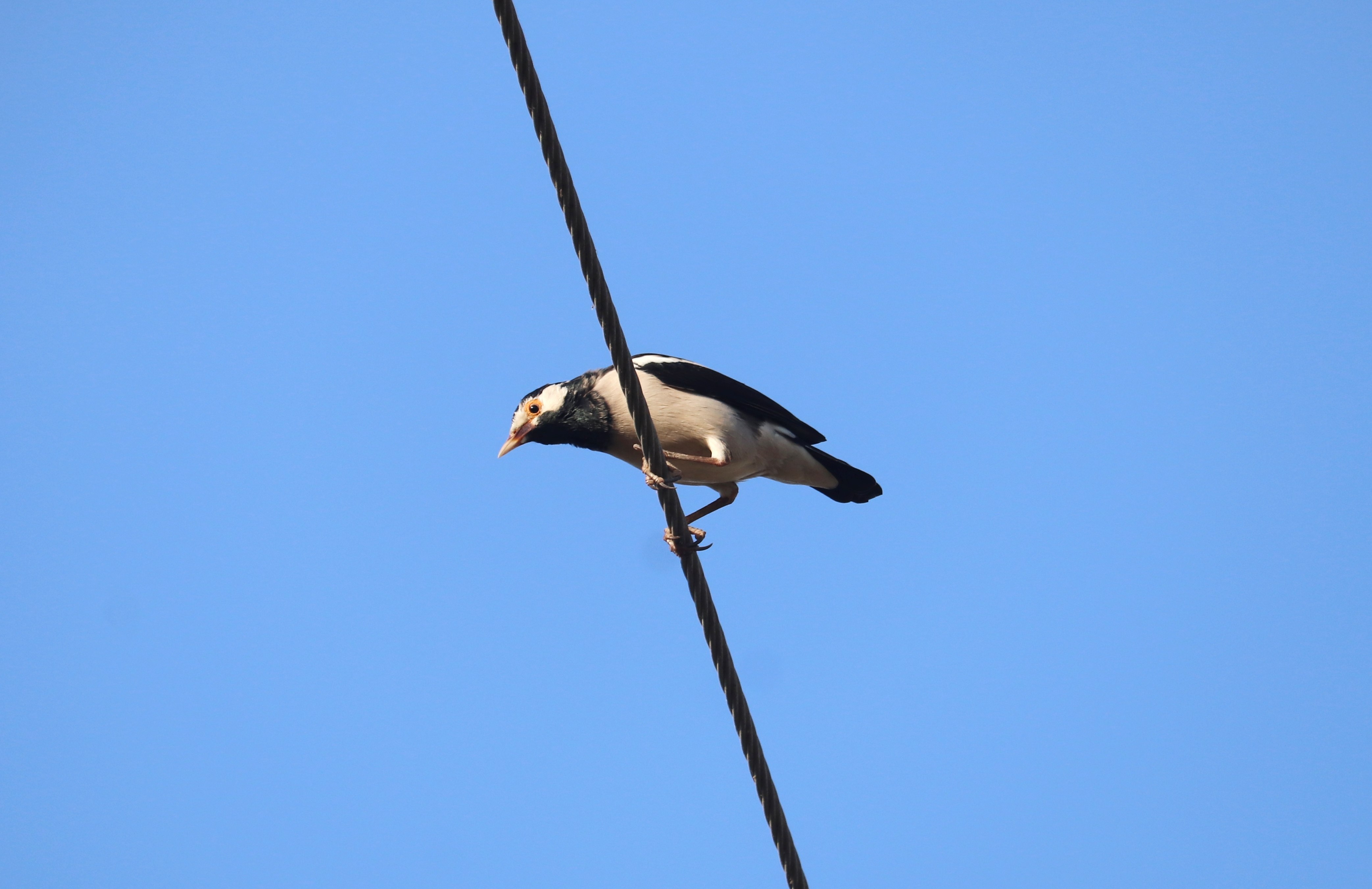 Asian Pied Starling