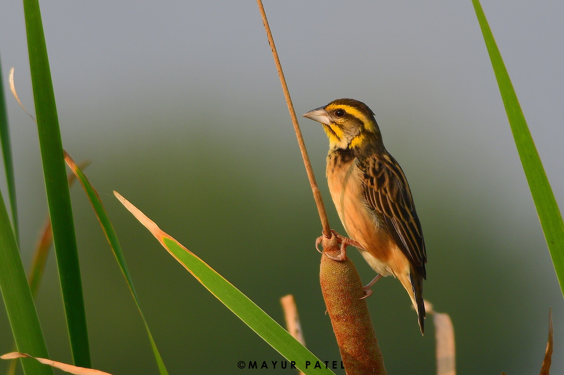 Black-breasted Weaver