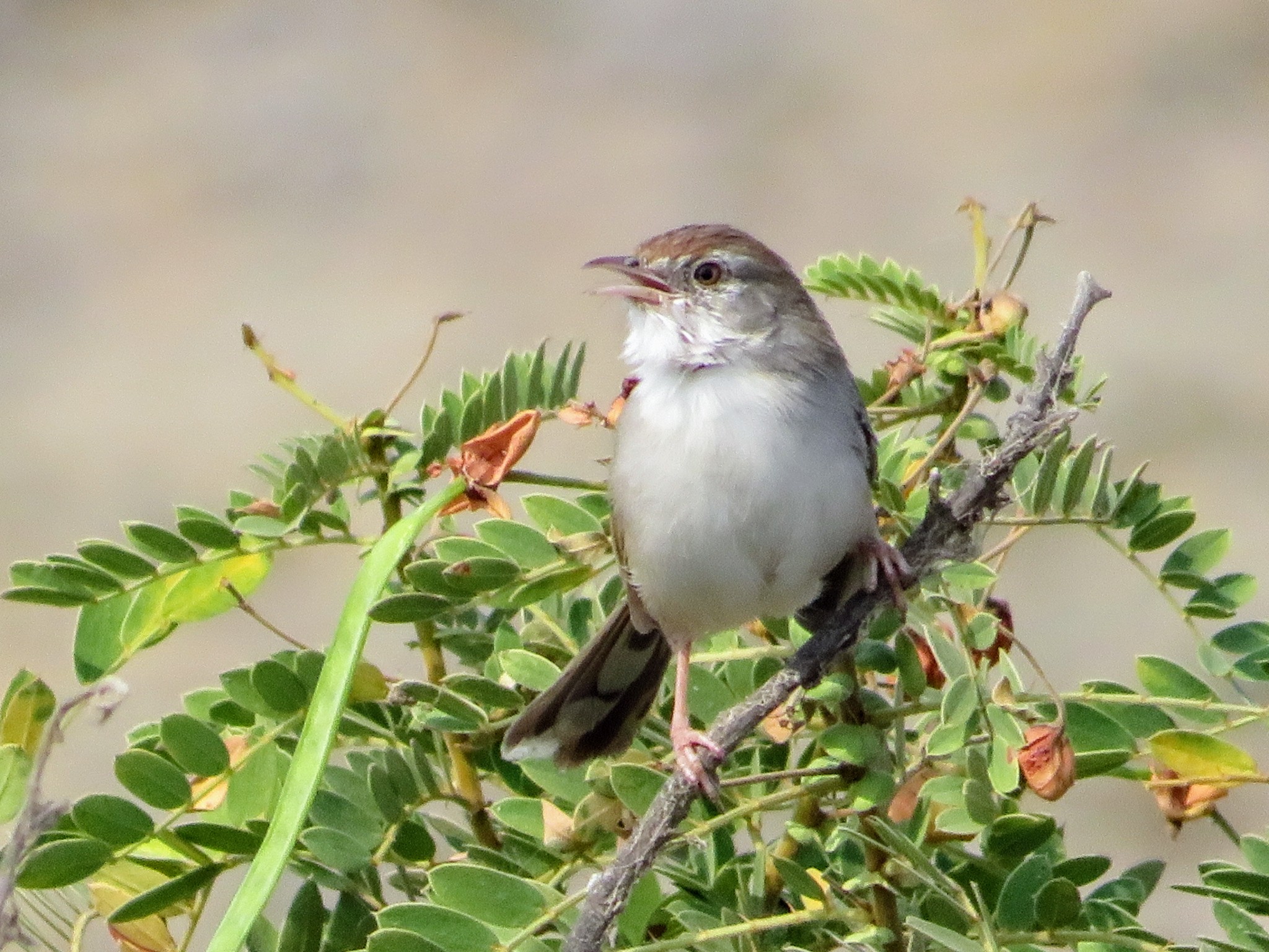 Rufous-fronted Prinia