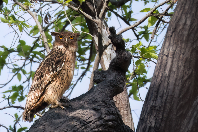 Brown Fish Owl