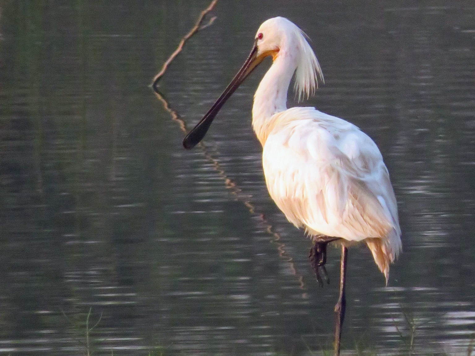 Eurasian Spoonbill
