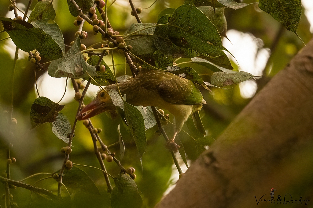 Brown-headed Barbet