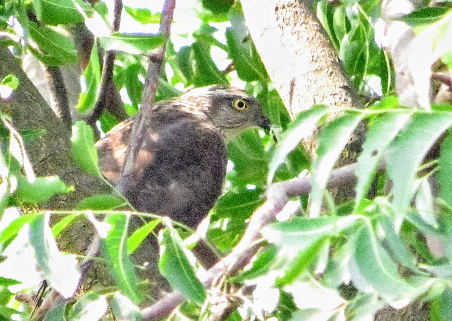 Shikra