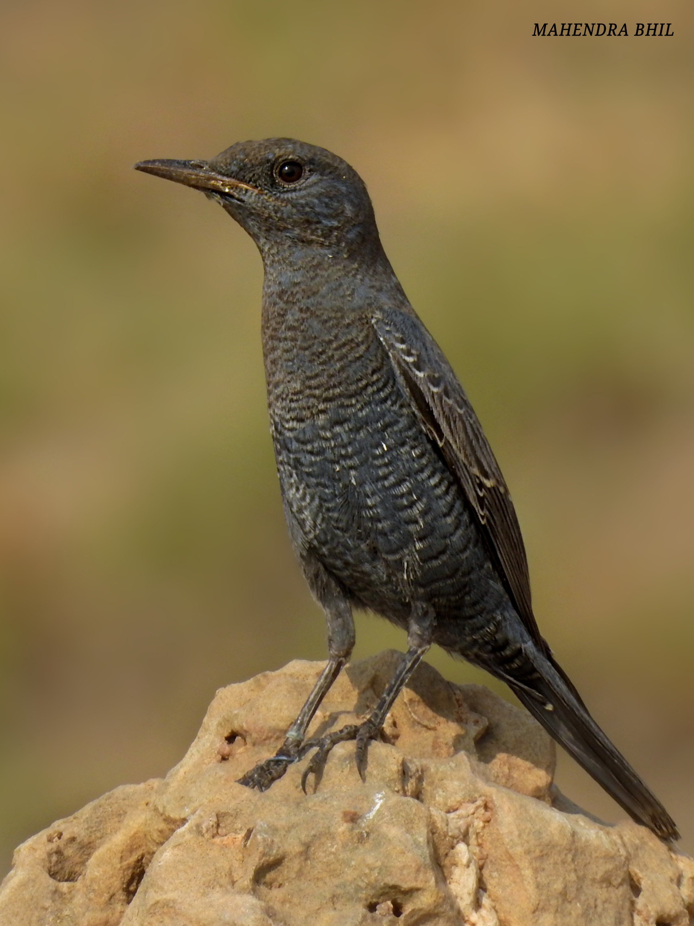 Blue Rock Thrush