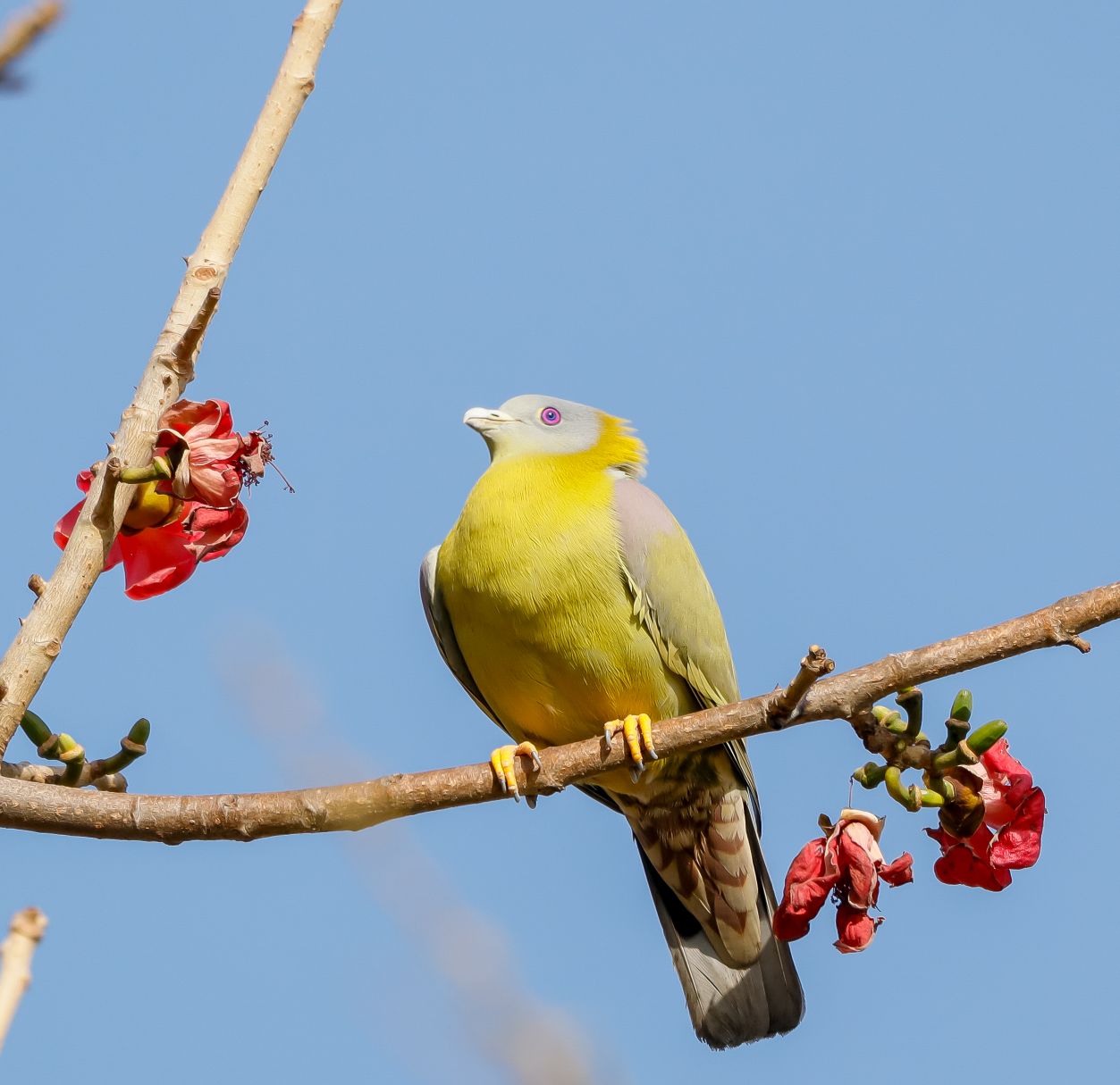 Yellow-footed Green Pigeon