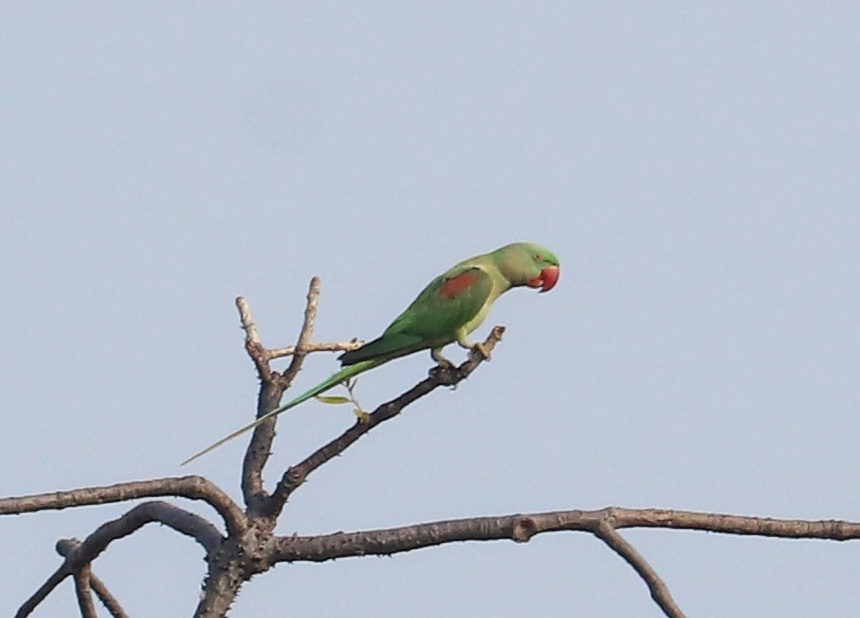 Alexandrine Parakeet