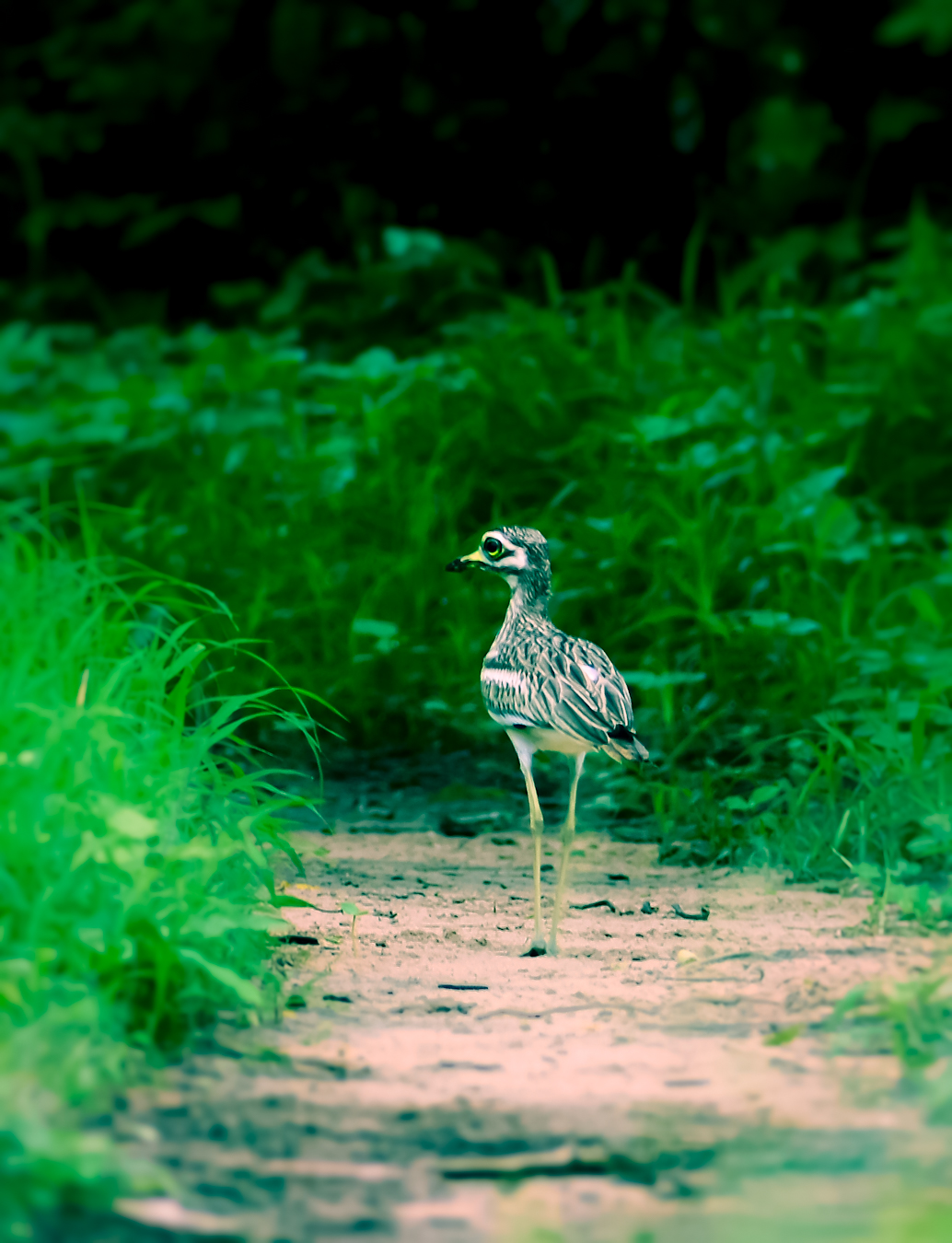 Indian Thick-knee