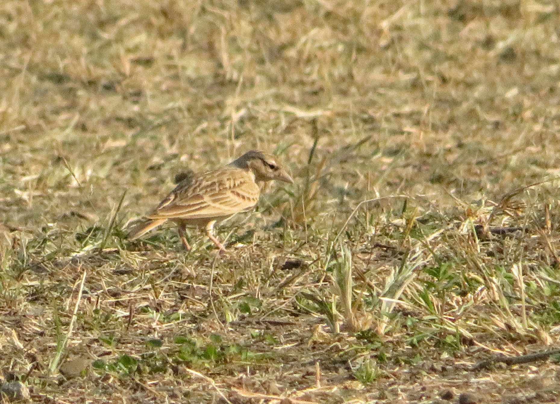 Greater Short-toed Lark