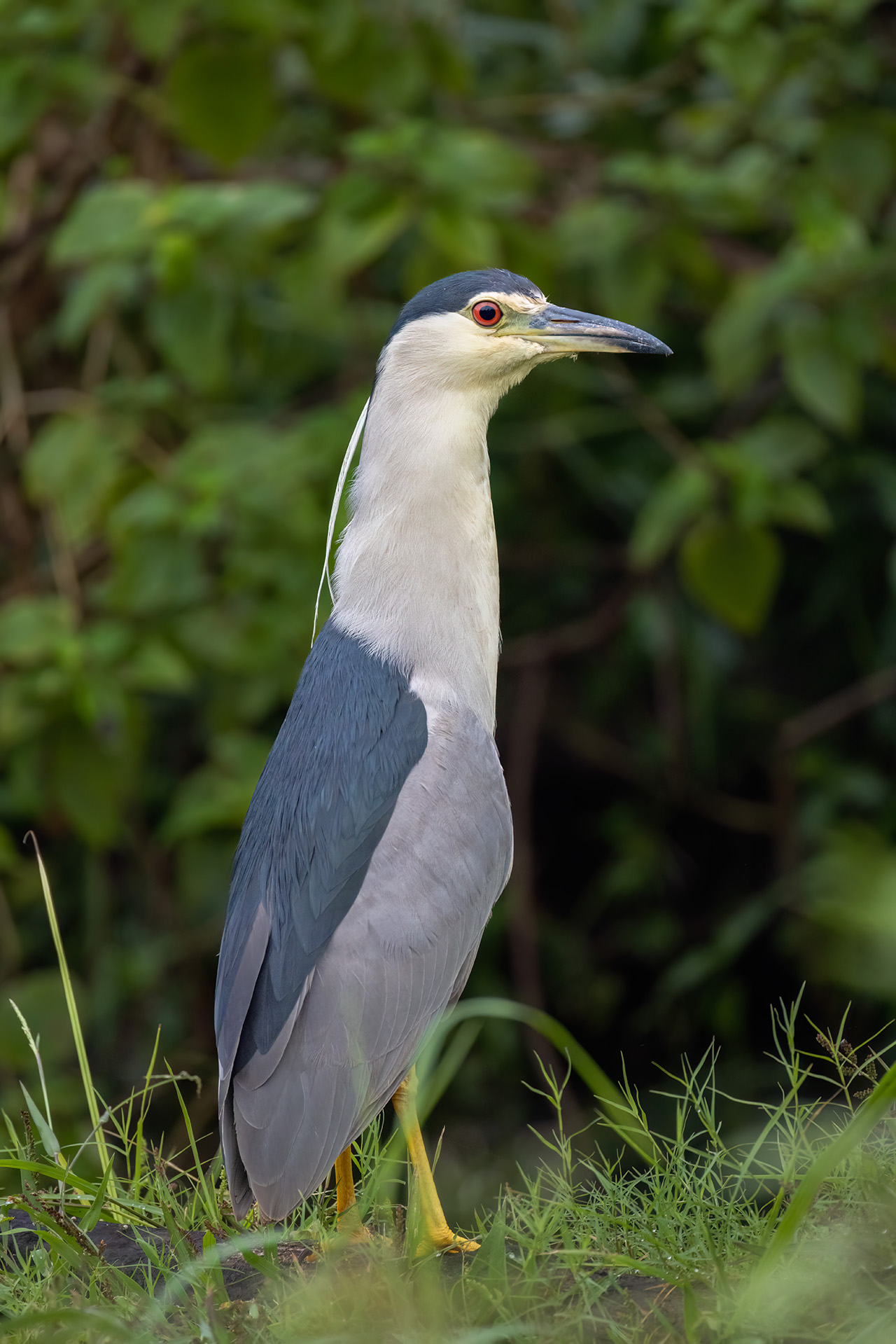 Black-crowned Night Heron