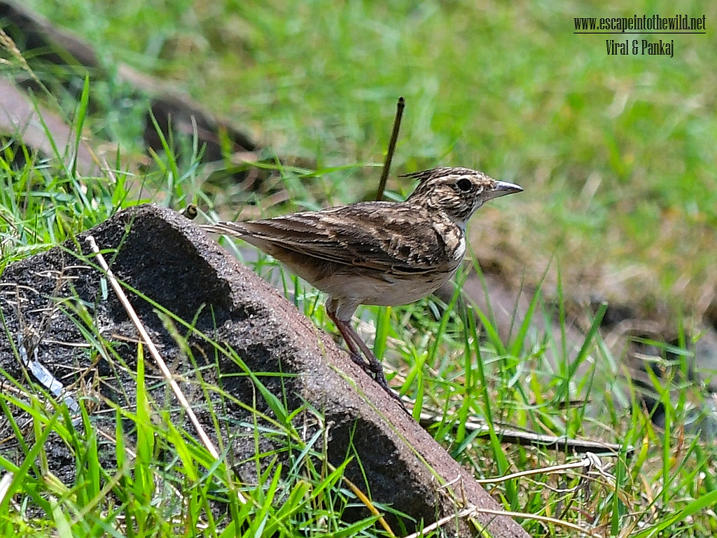 Malabar Lark