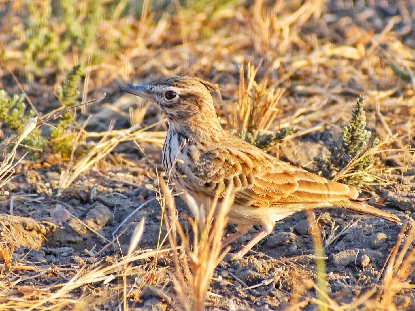 Sykes's Lark