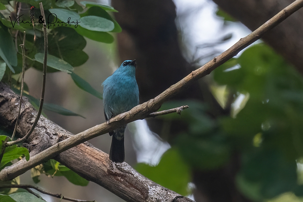 Verditer Flycatcher