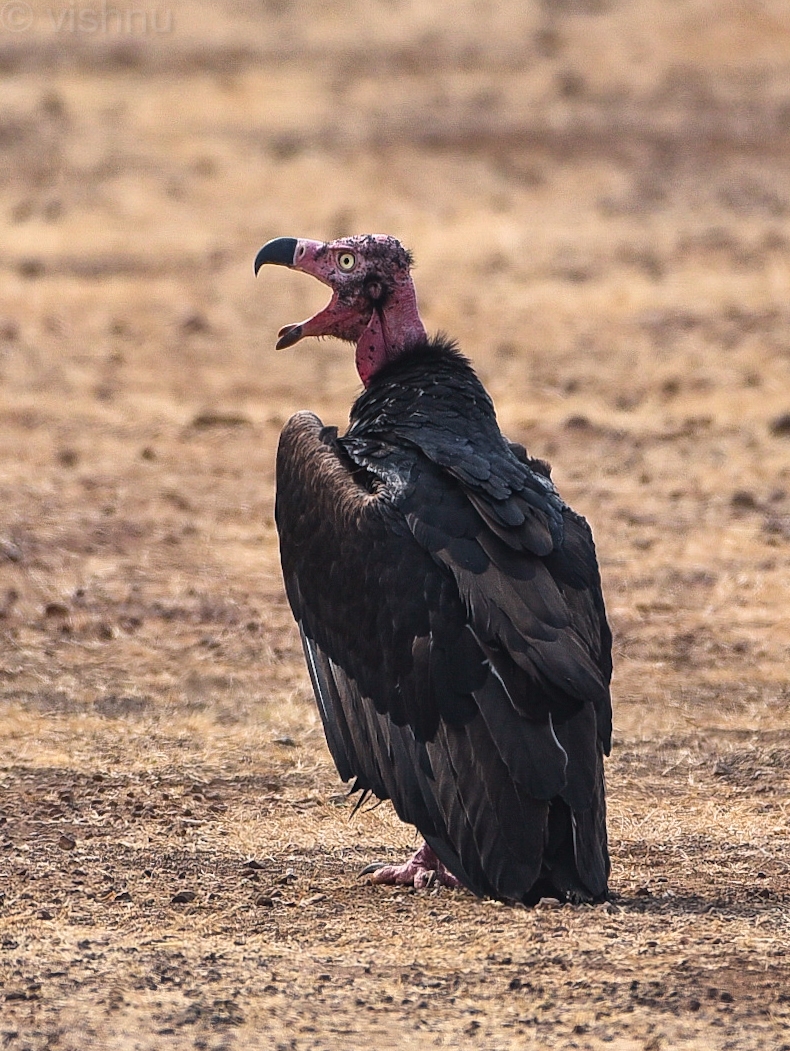 Red-headed Vulture