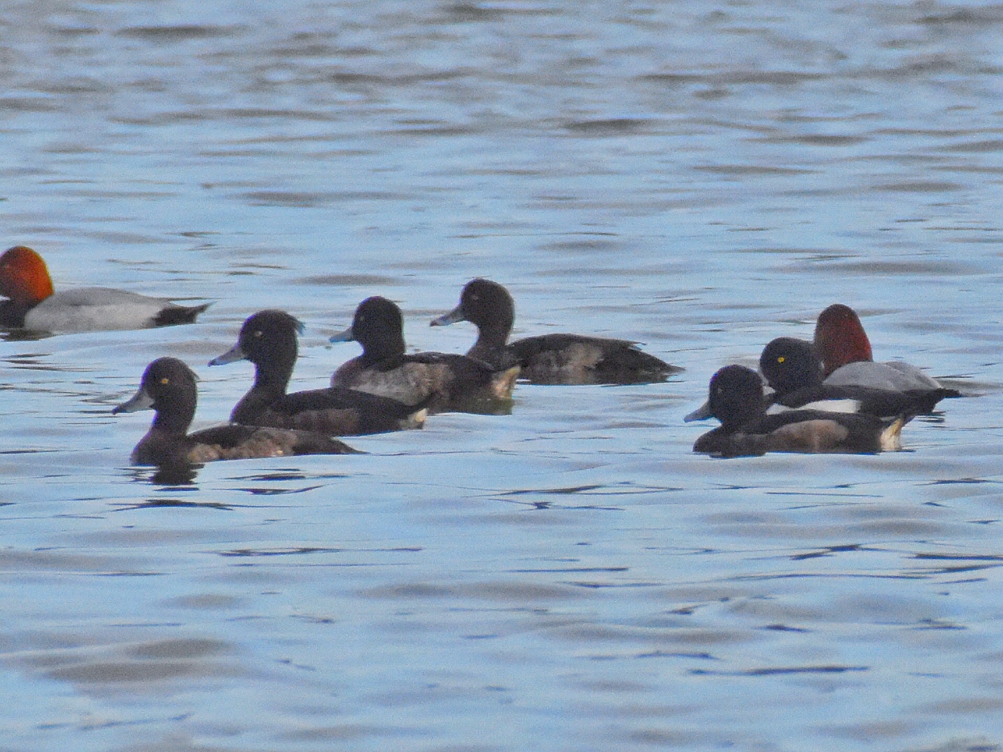 Tufted Duck