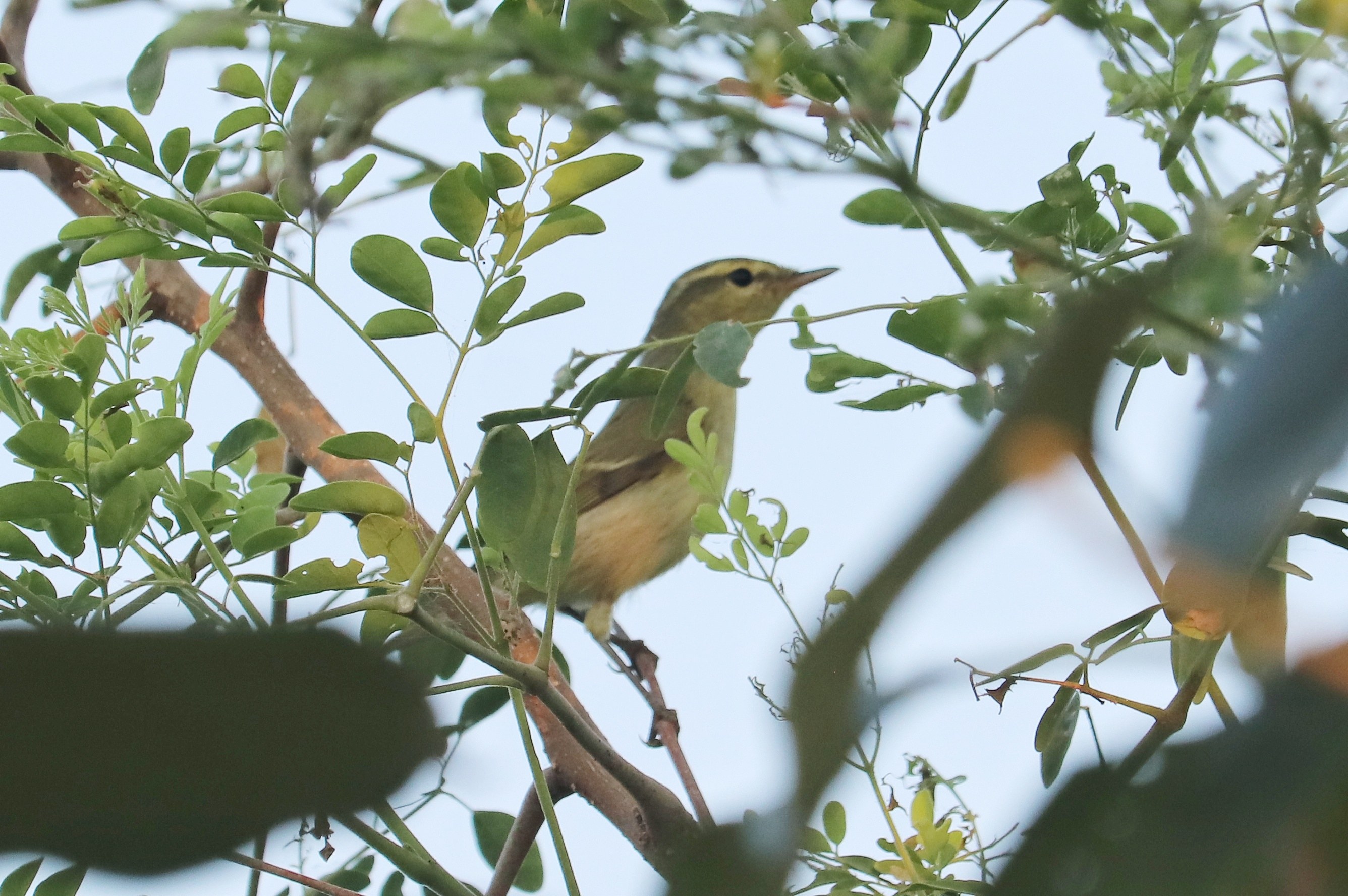 Green Warbler