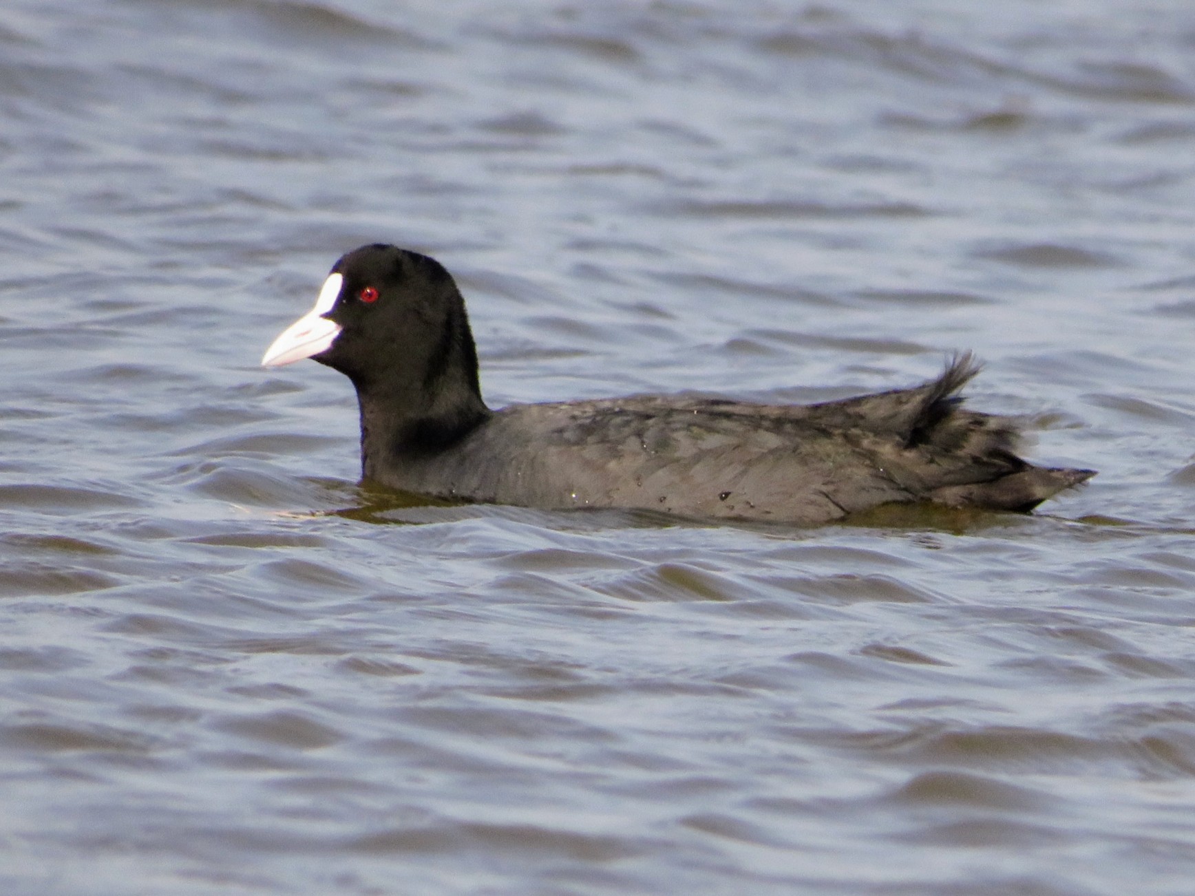 Eurasian Coot