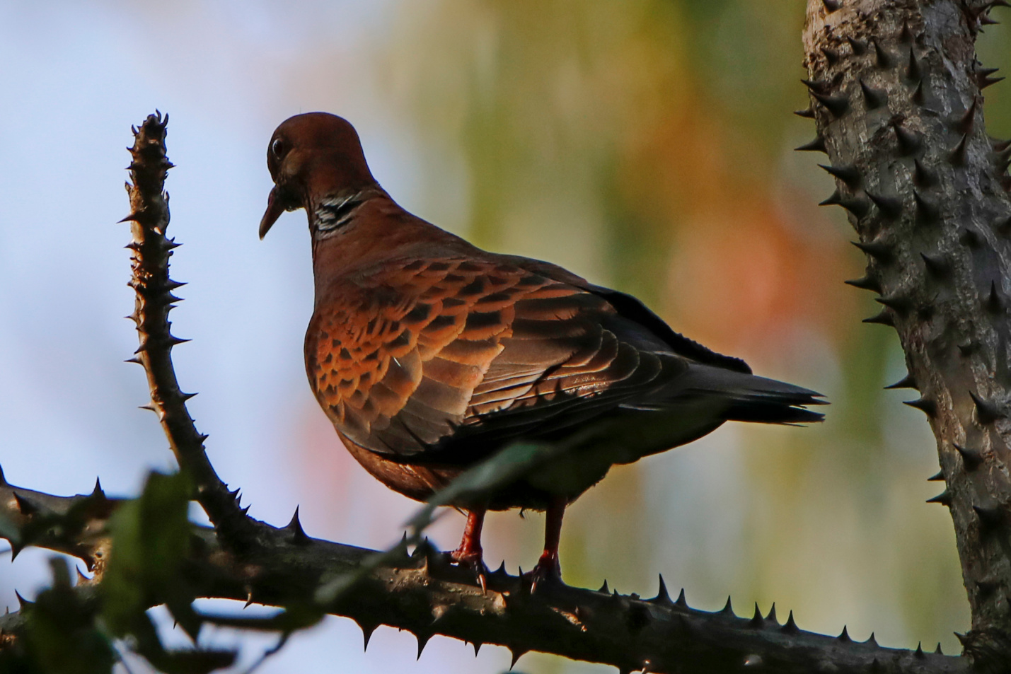 Oriental Turtle Dove