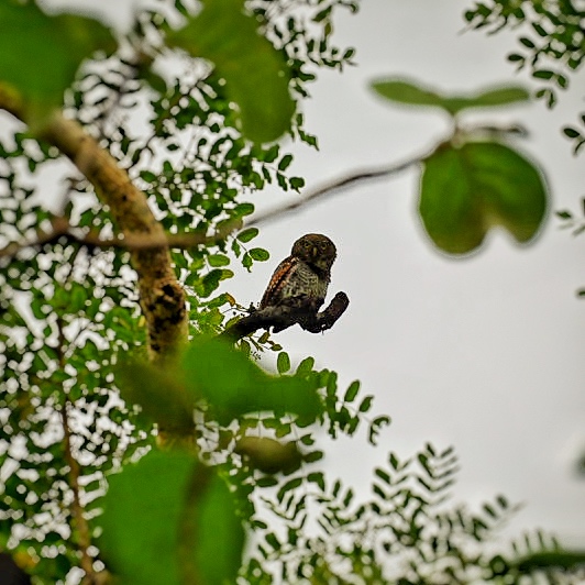 Jungle Owlet