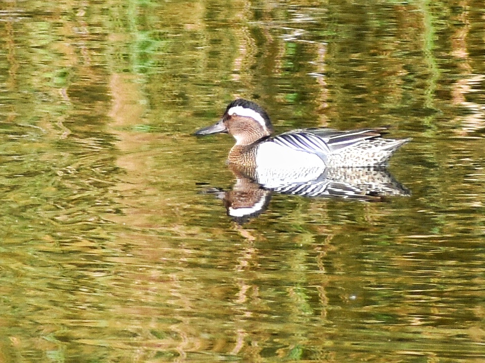 Garganey