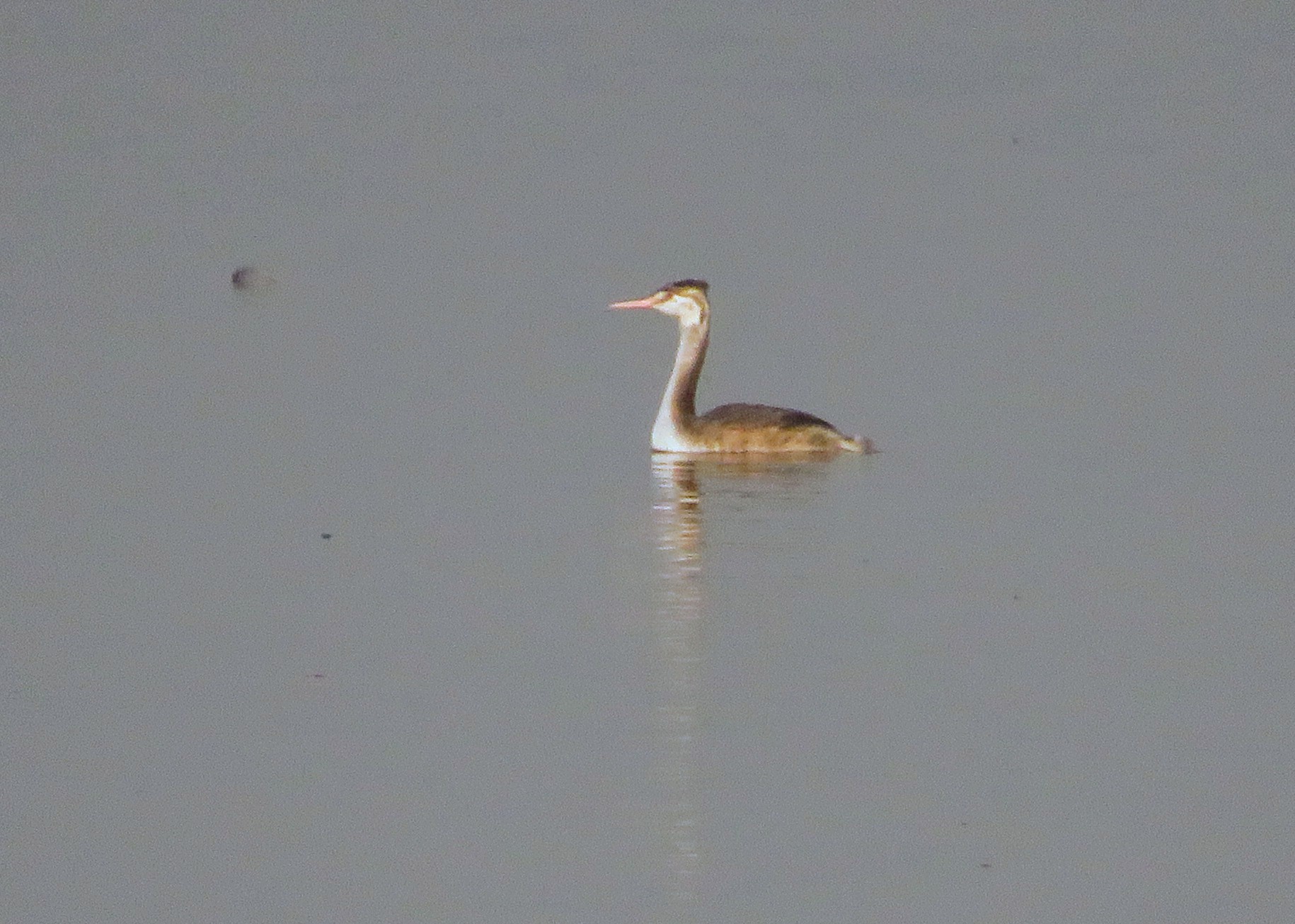 Great Crested Grebe