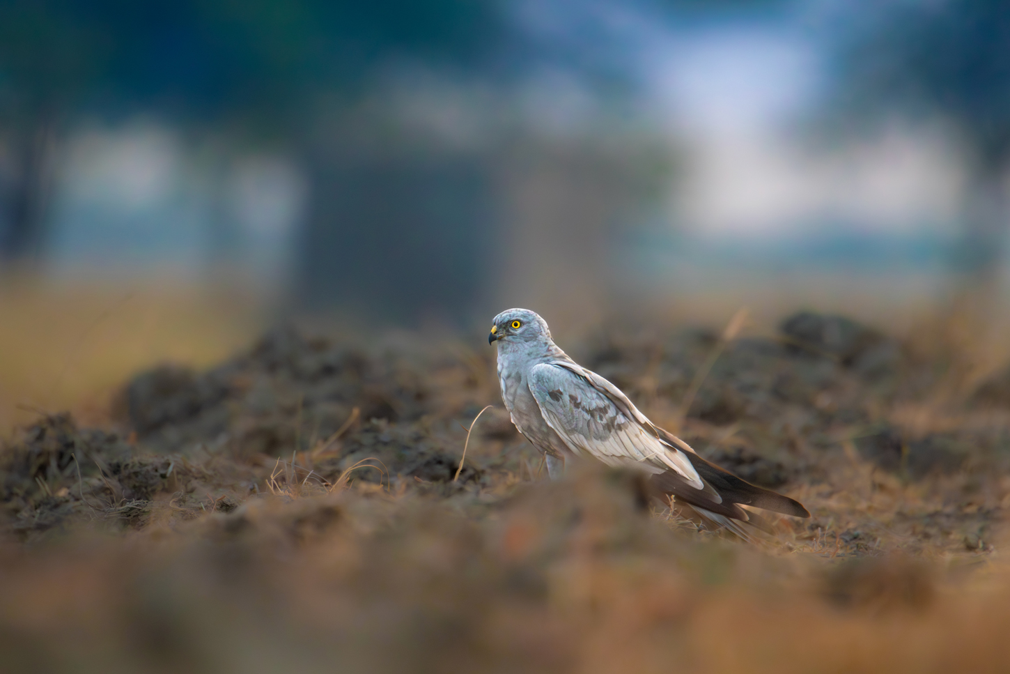 Pallid Harrier