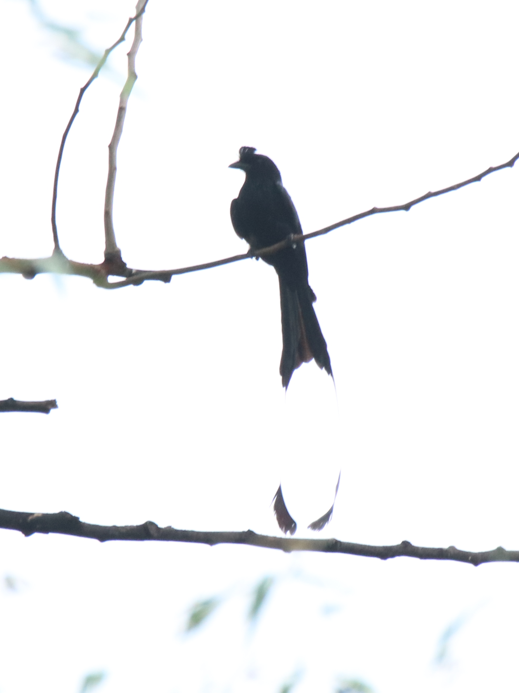 Greater Racket-tailed Drongo