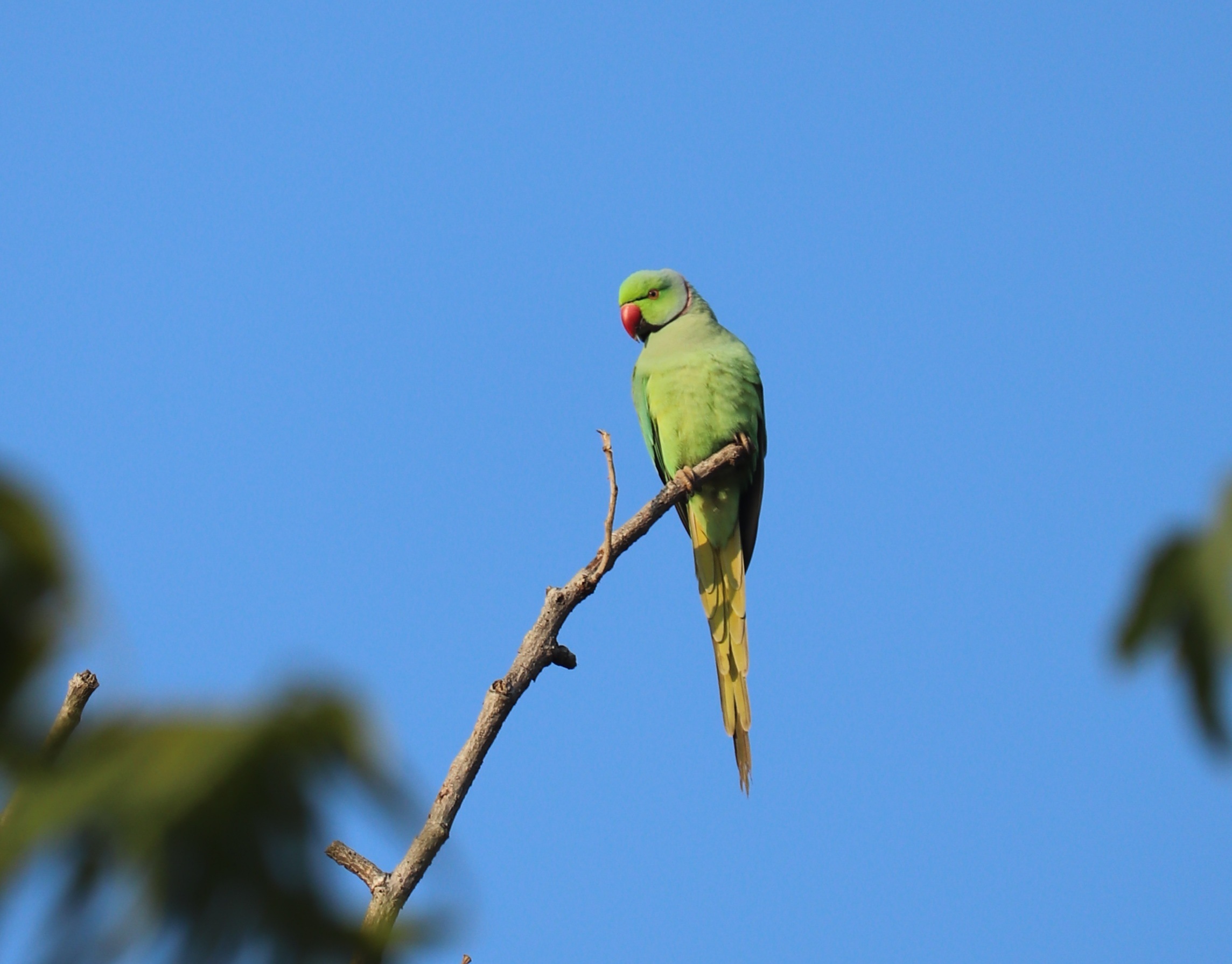 Rose-ringed Parakeet