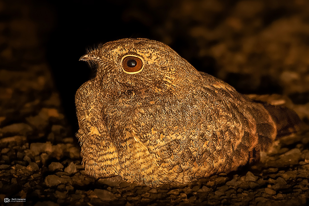 Sykes's Nightjar