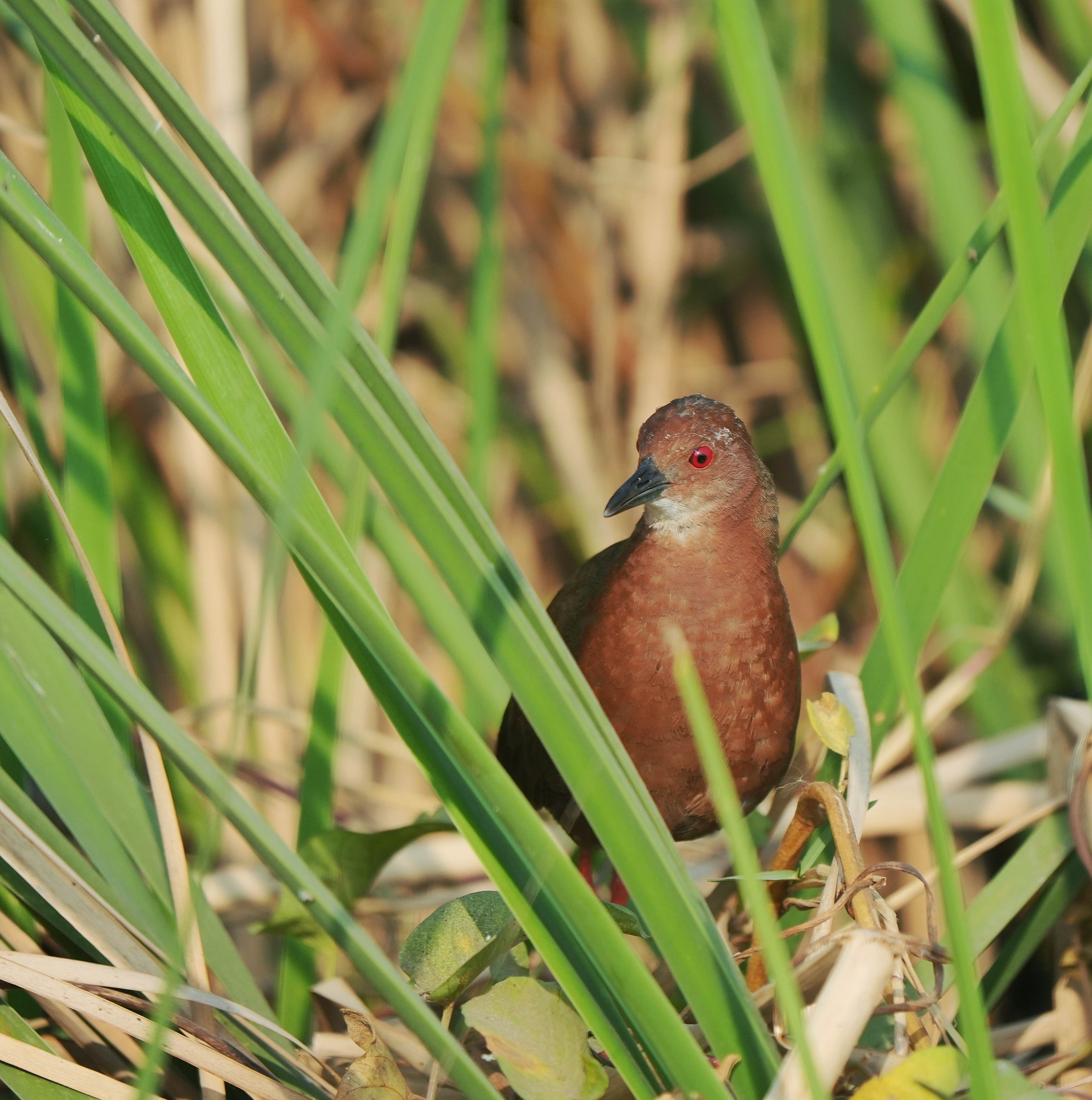 Ruddy-breasted Crake