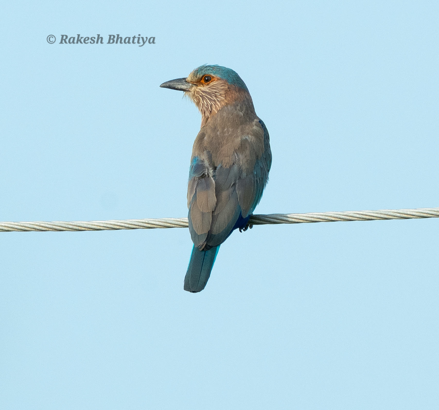 Indian Roller