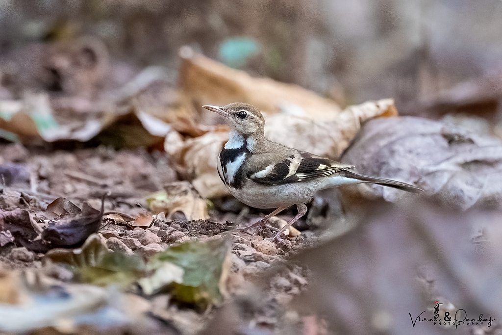 Forest Wagtail