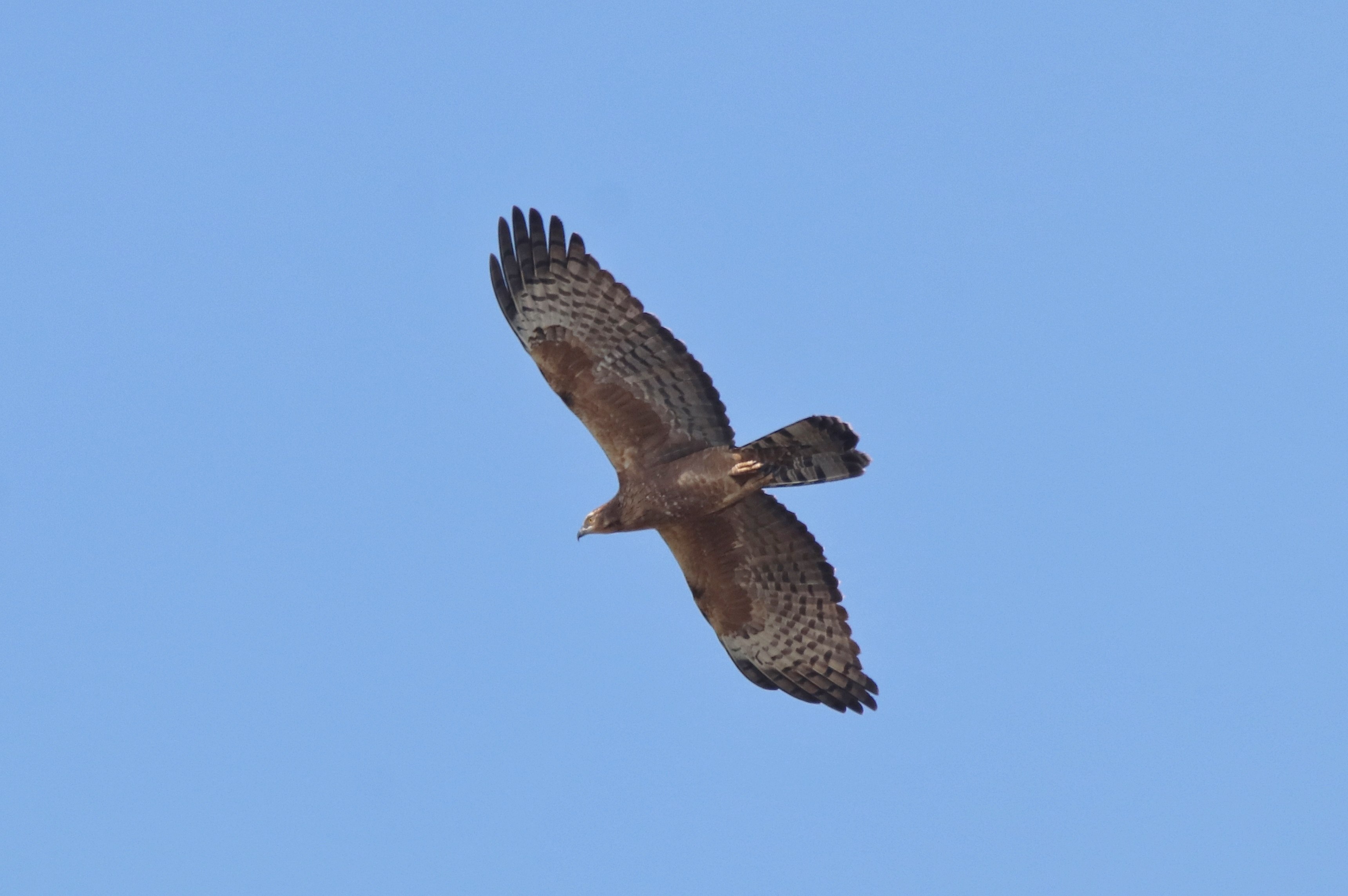 Oriental Honey-buzzard