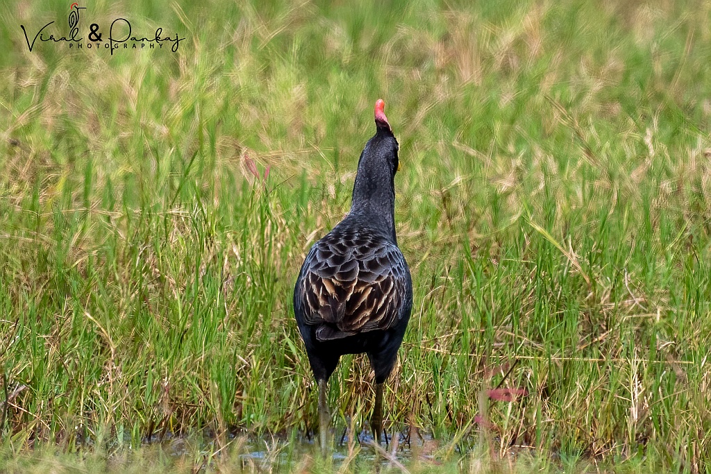 Watercock