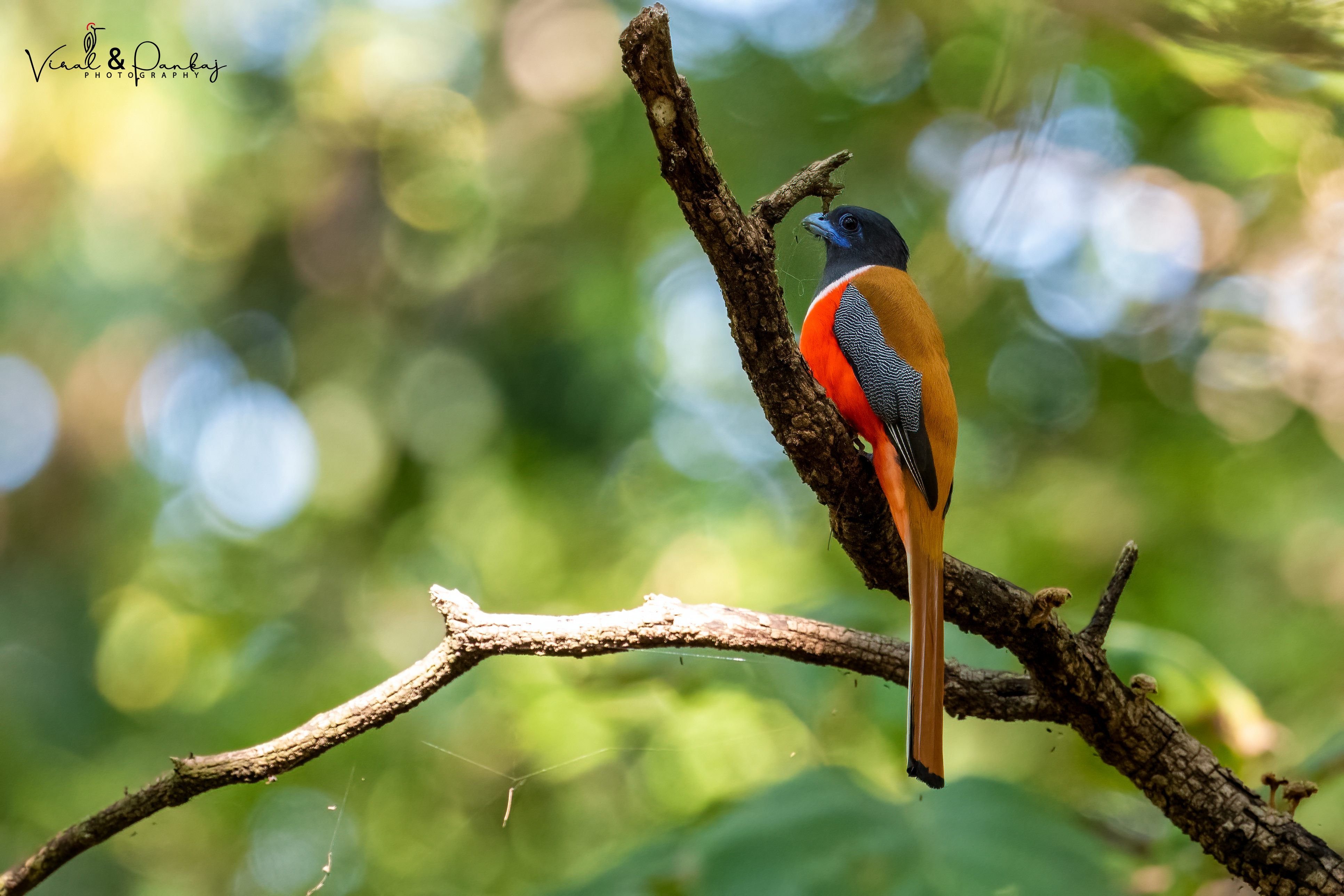 Malabar Trogon