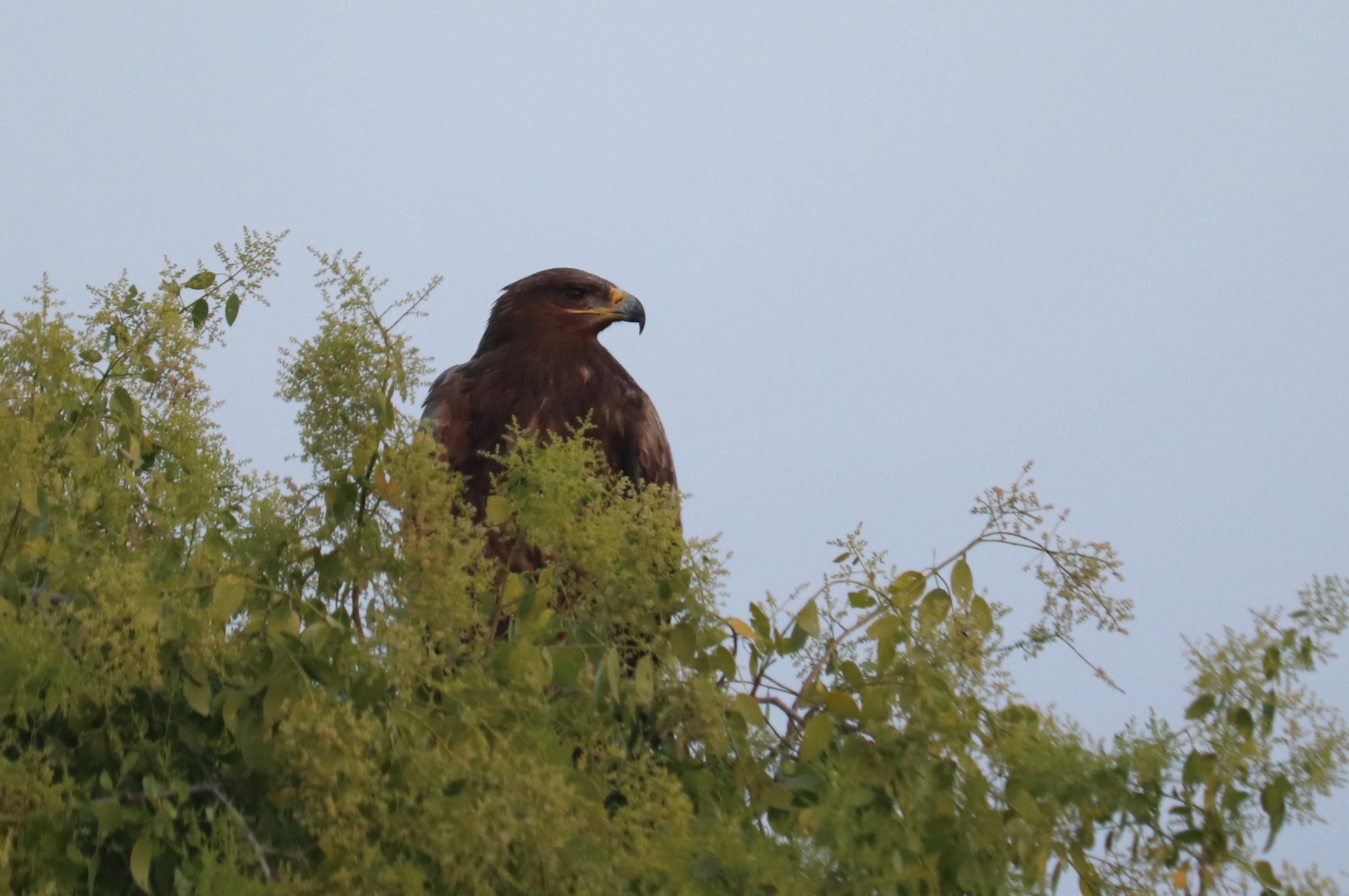Steppe Eagle