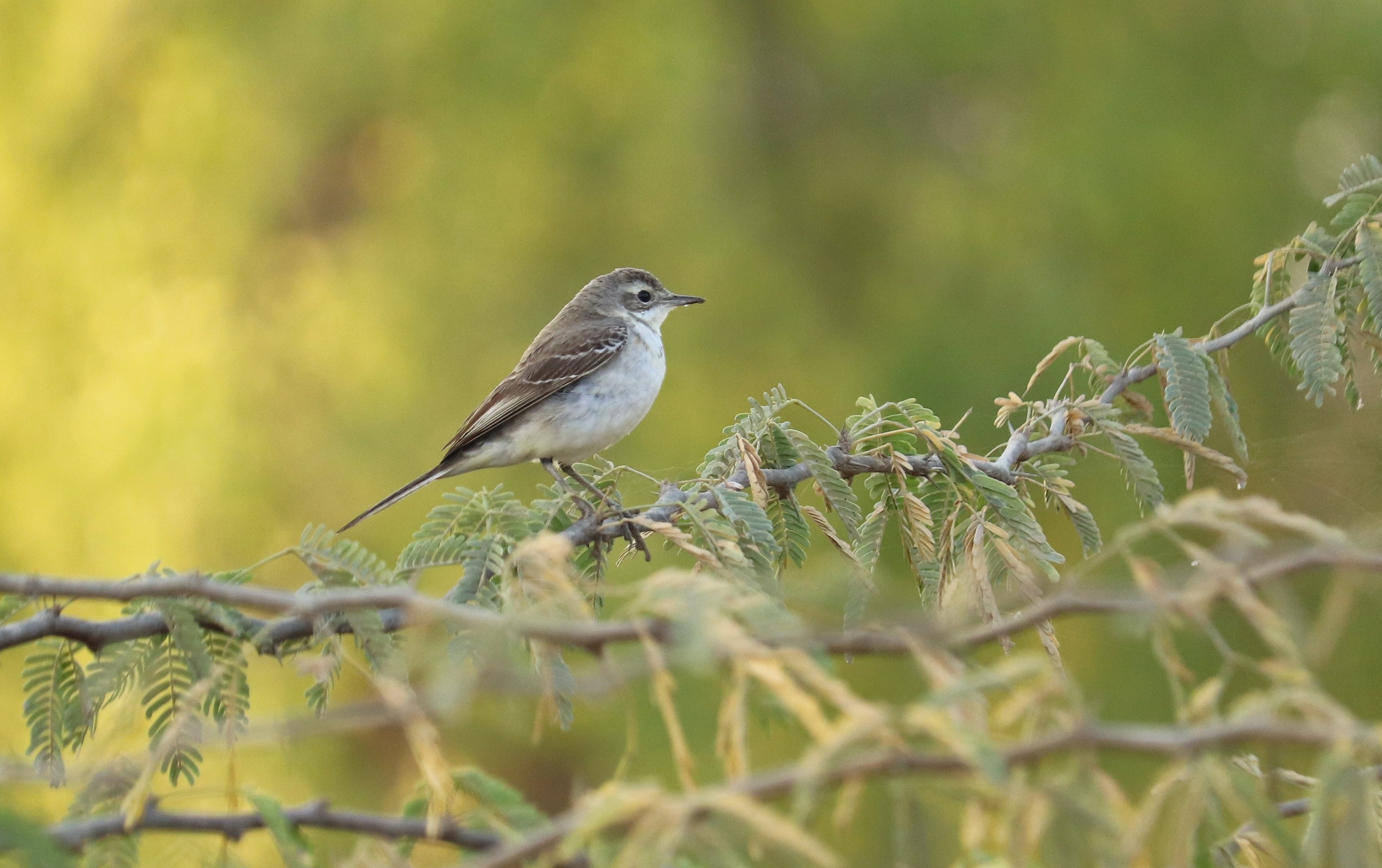 Citrine Wagtail
