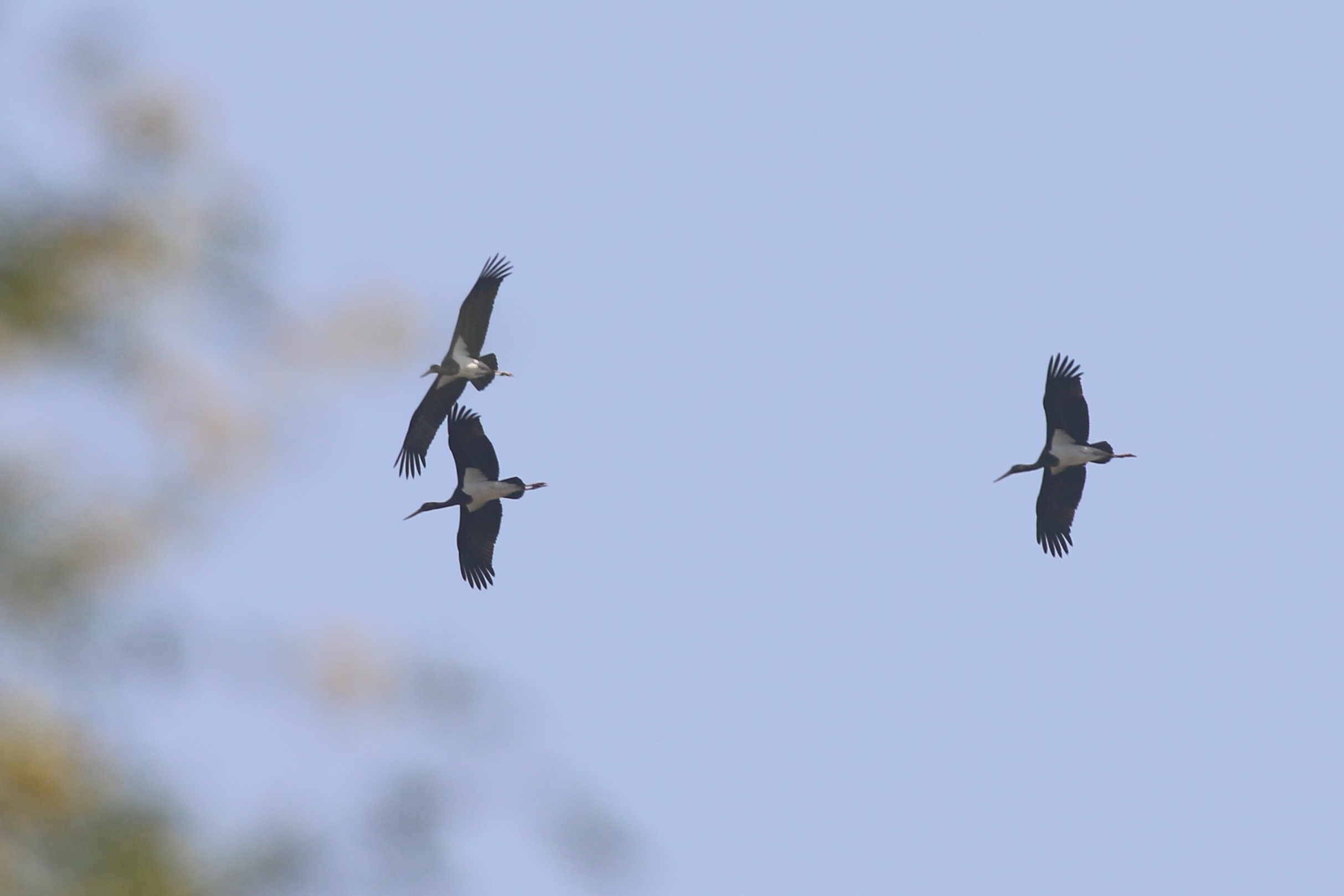 Black Stork