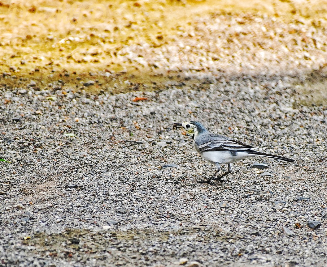 White Wagtail