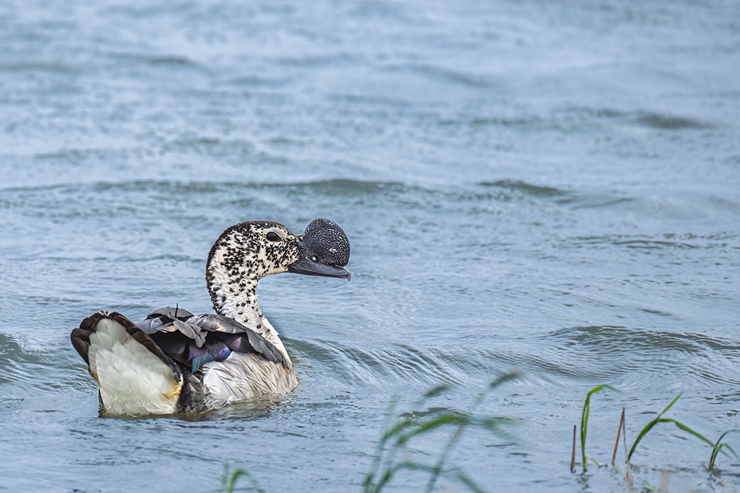 Comb Duck