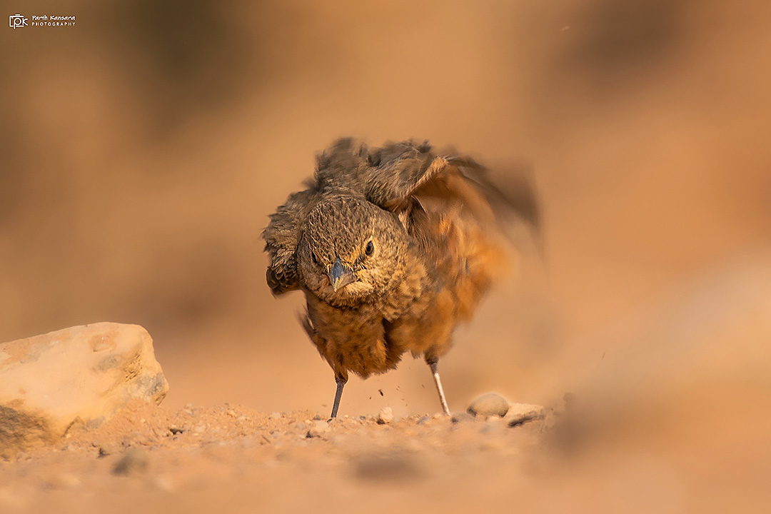 Rufous-tailed Lark