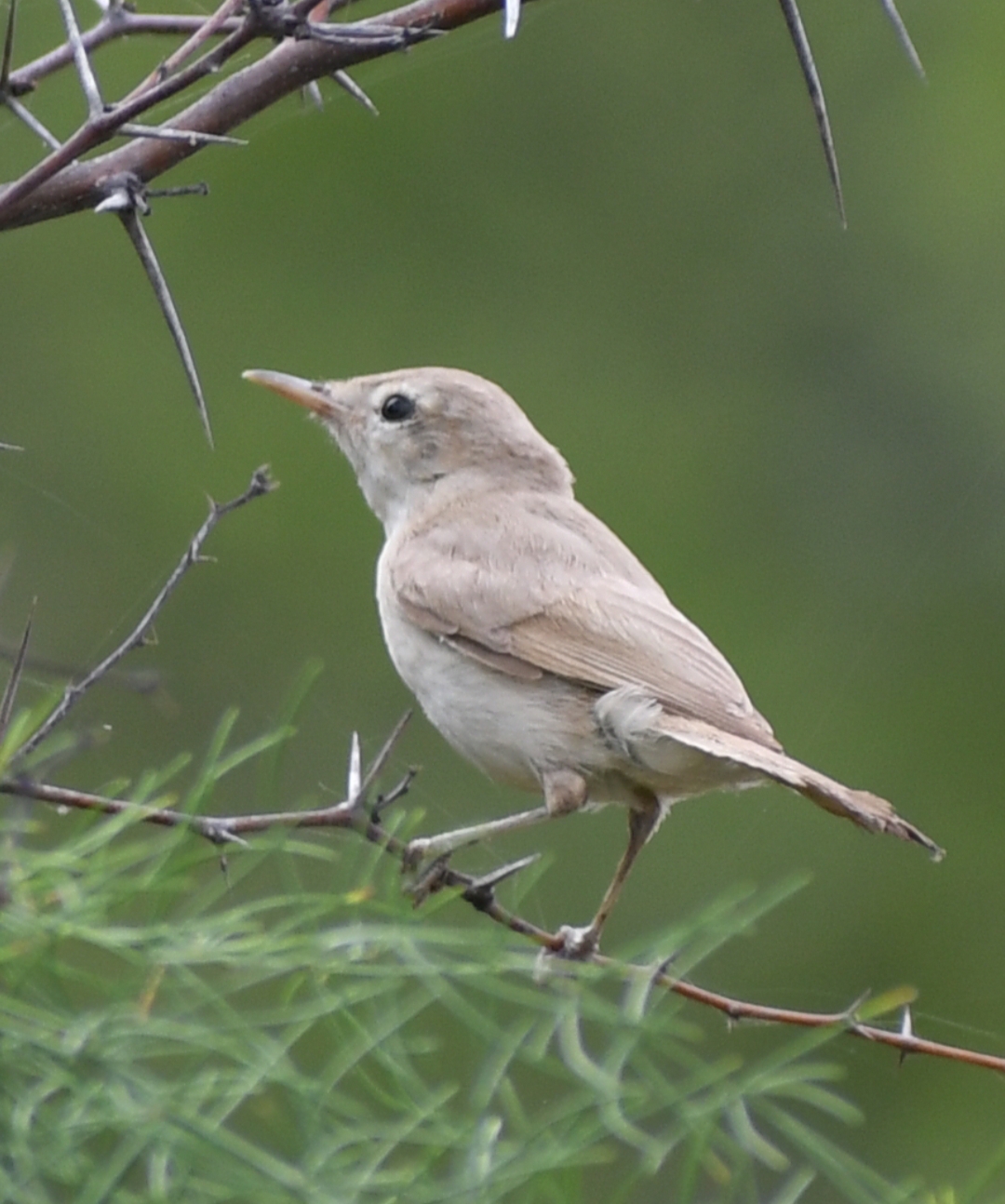 Sykes's Warbler