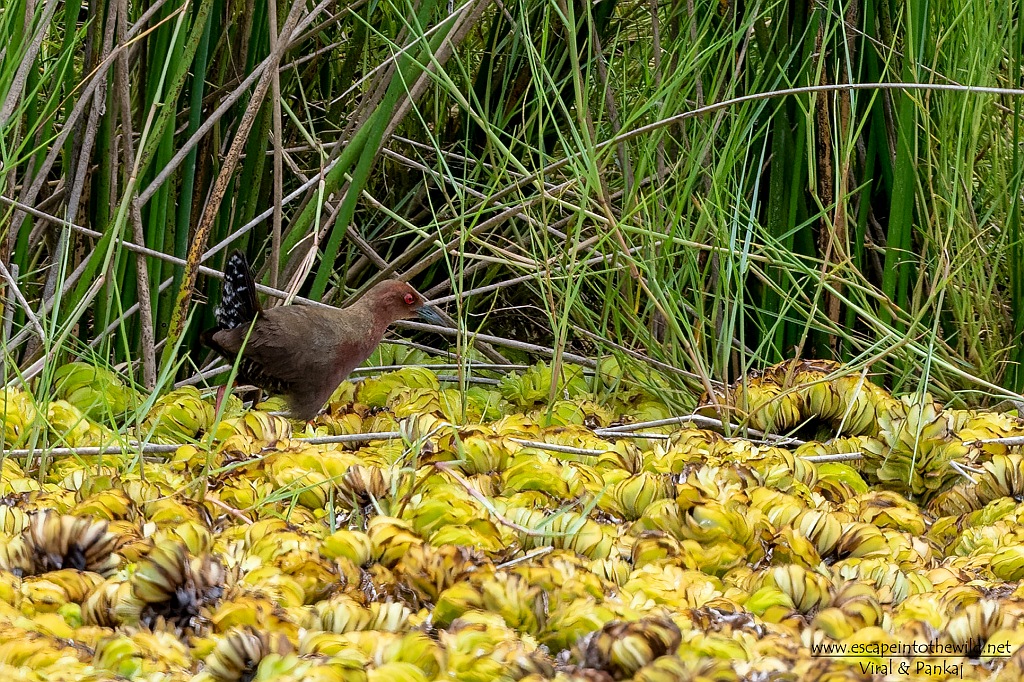 Ruddy-breasted Crake