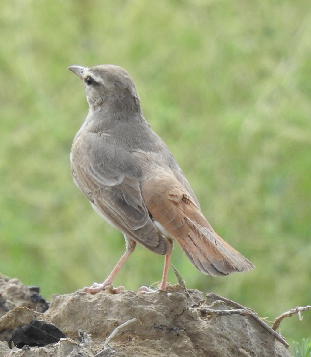 Rufous-tailed Scrub Robin