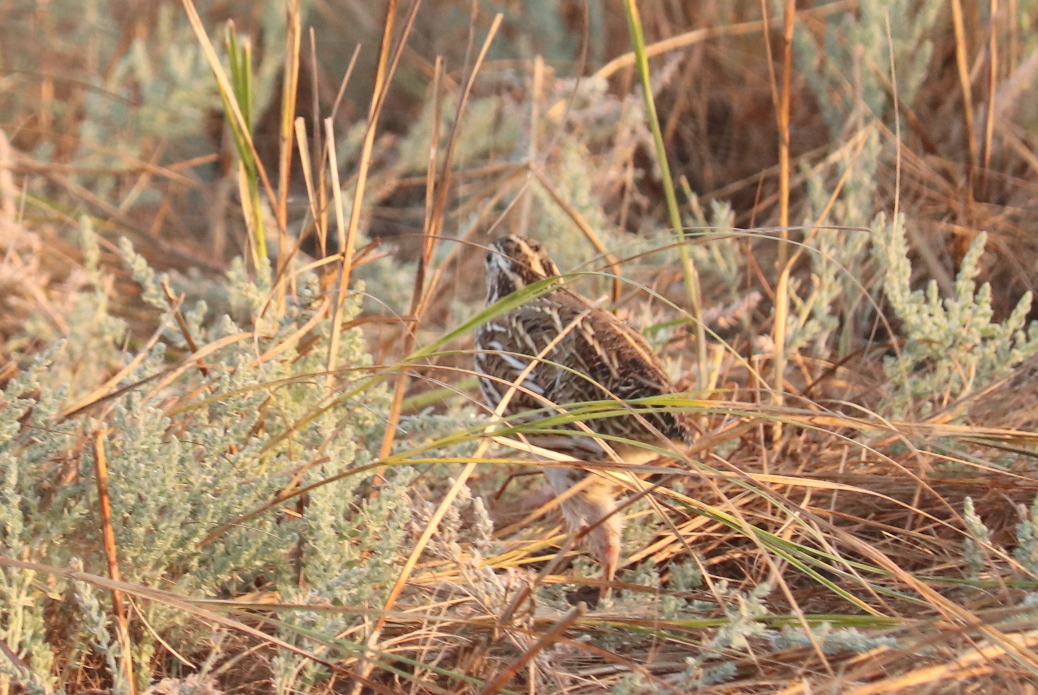 Common Quail