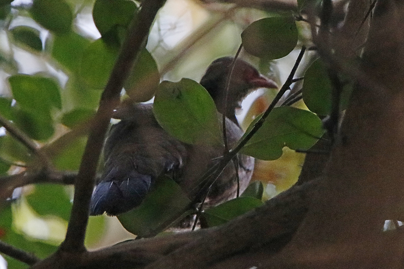 Red Spurfowl