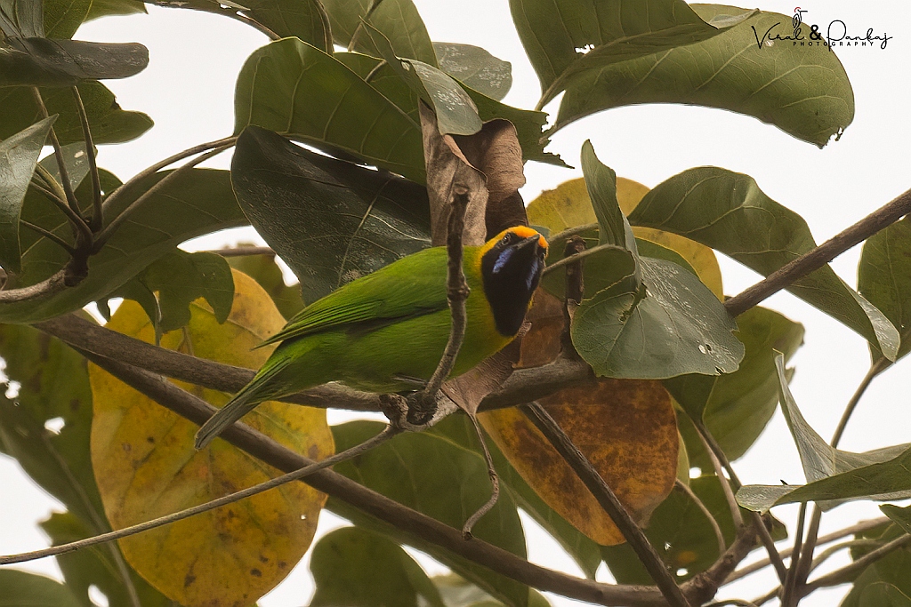 Gold-fronted Leafbird
